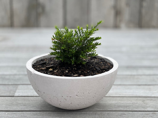 Hemisphere Planters (Concrete Garden Planters)