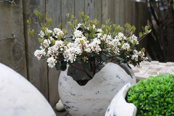Shell Planters (Concrete Garden Planters)