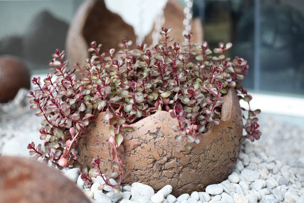 Shell Planters (Concrete Garden Planters)